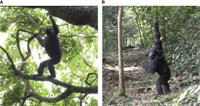 The influence of multiple variables on bipedal context in wild chimpanzees: implications for the evolution of bipedality in hominins